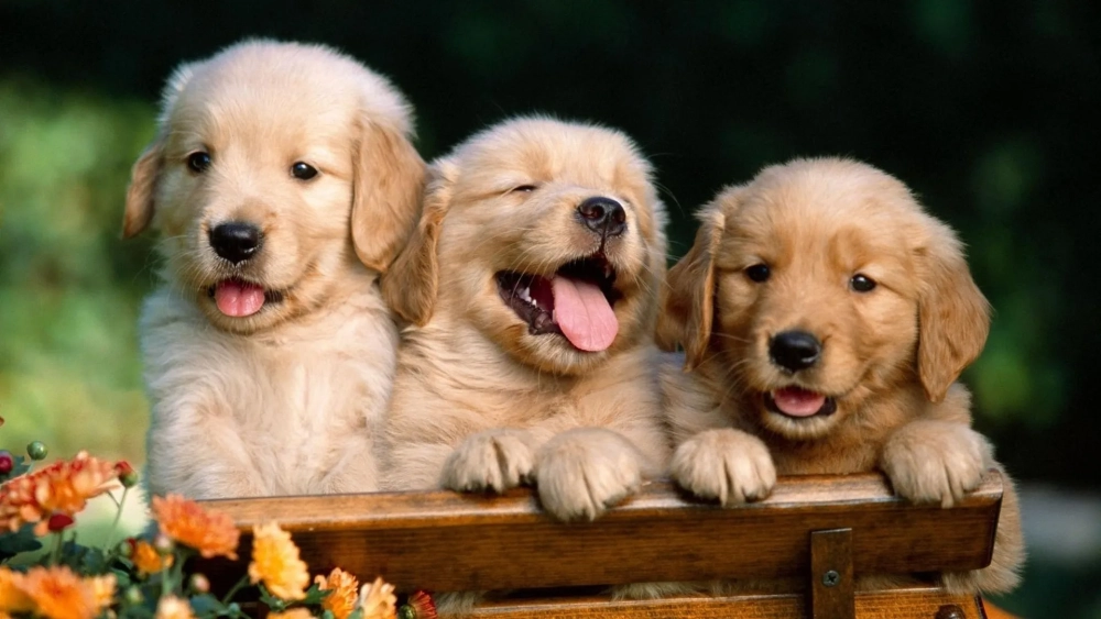 Tải ngay hình nền máy tính con chó cute cho ngày thêm vui