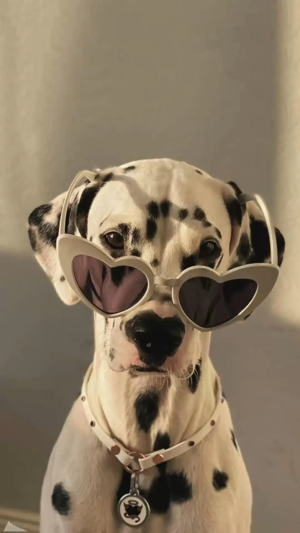 Trang trí dế yêu bằng hình nền điện thoại chó cute