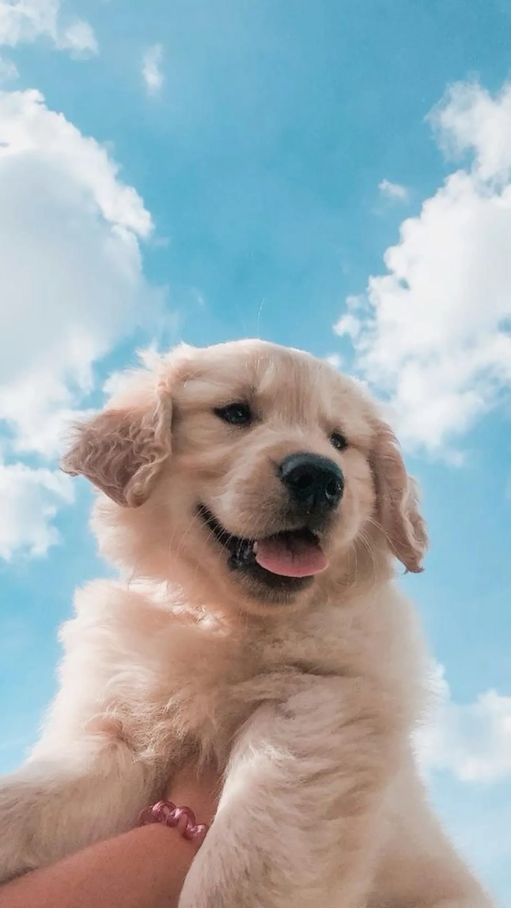 Khám phá bộ sưu tập hình nền chó cute mới nhất
