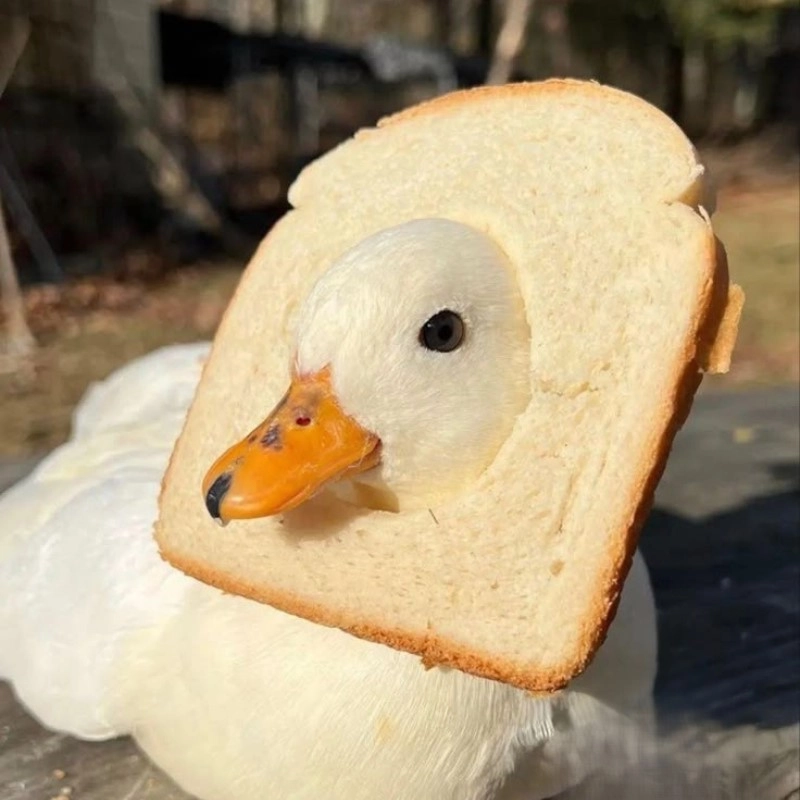Tổng hợp những hình ảnh vui nhộn trong duck vịt meme