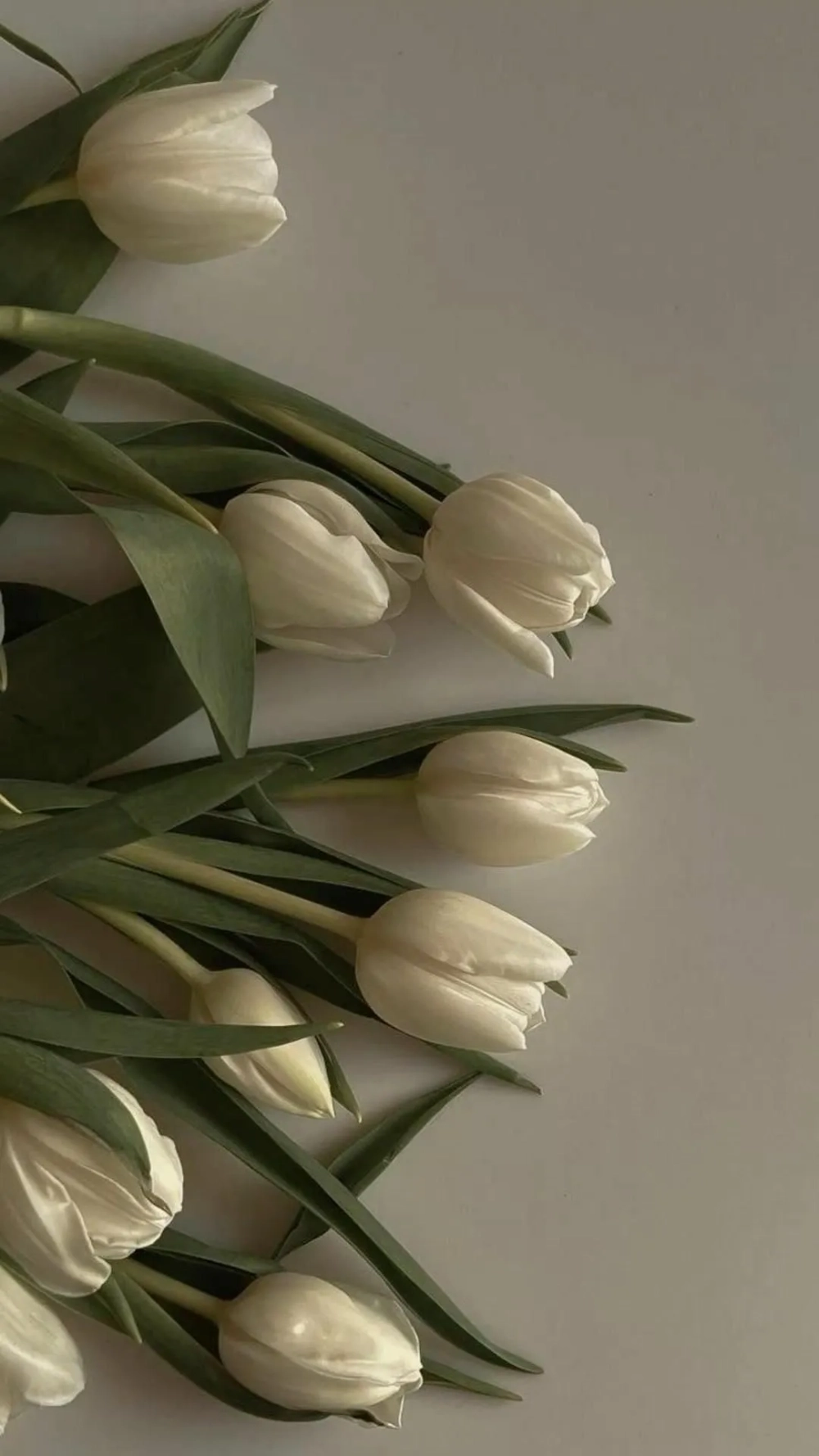 Thư giãn với hình nền điện thoại hoa tulip đơn giản