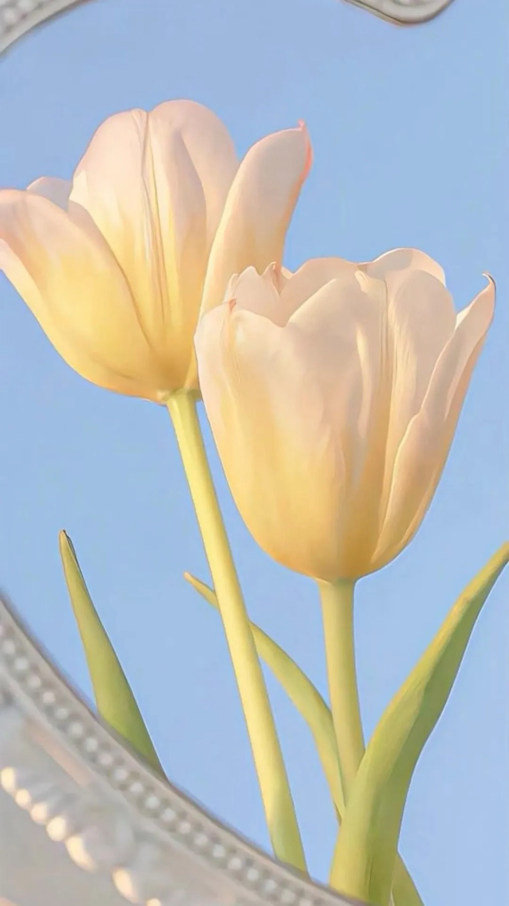 Hình nền hoa tulip đơn giản mang lại cảm giác tươi mới