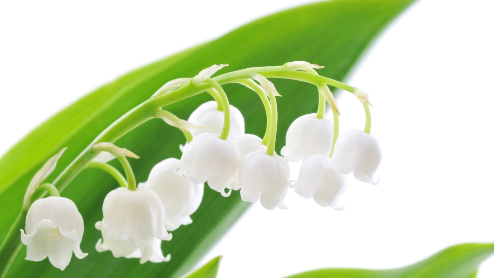 Bộ sưu tập ảnh hoa linh lan trắng tinh khôi