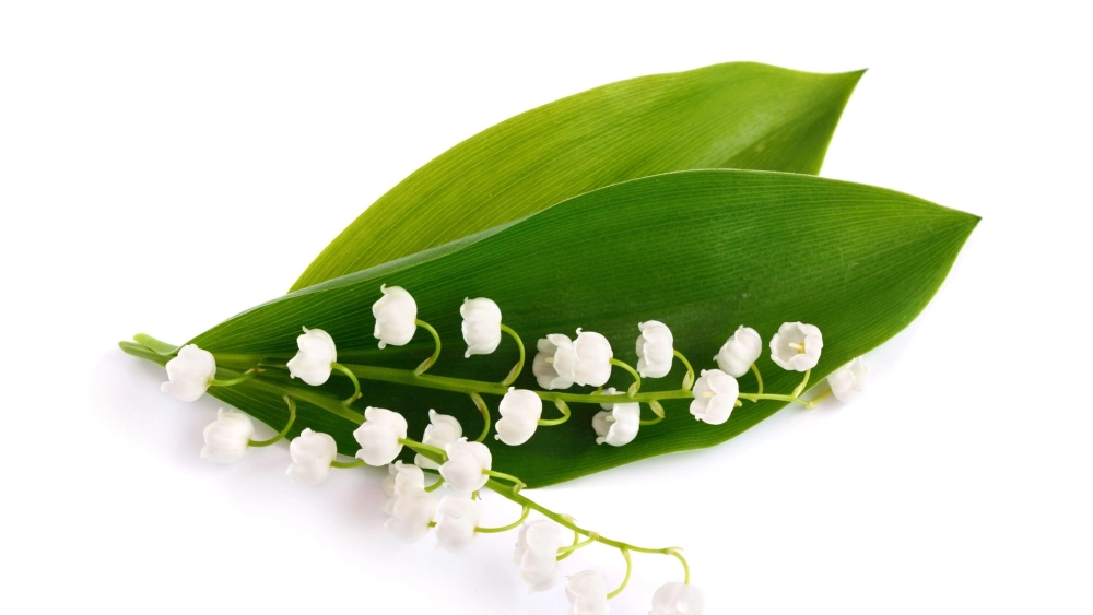 Làm mới màn hình với ảnh nền hoa linh lan độc đáo