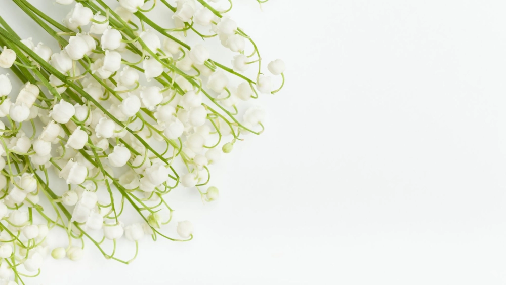 Ý tưởng từ hoa linh lan pinterest cho hình nền