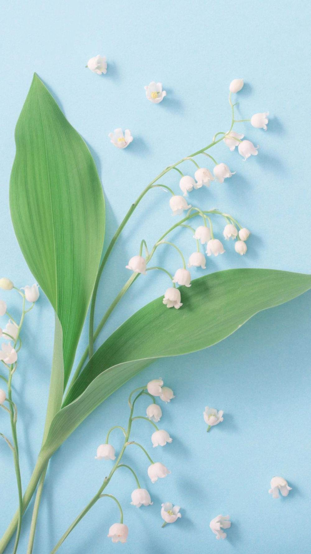 Bộ sưu tập hình hoa linh lan chất lượng cao