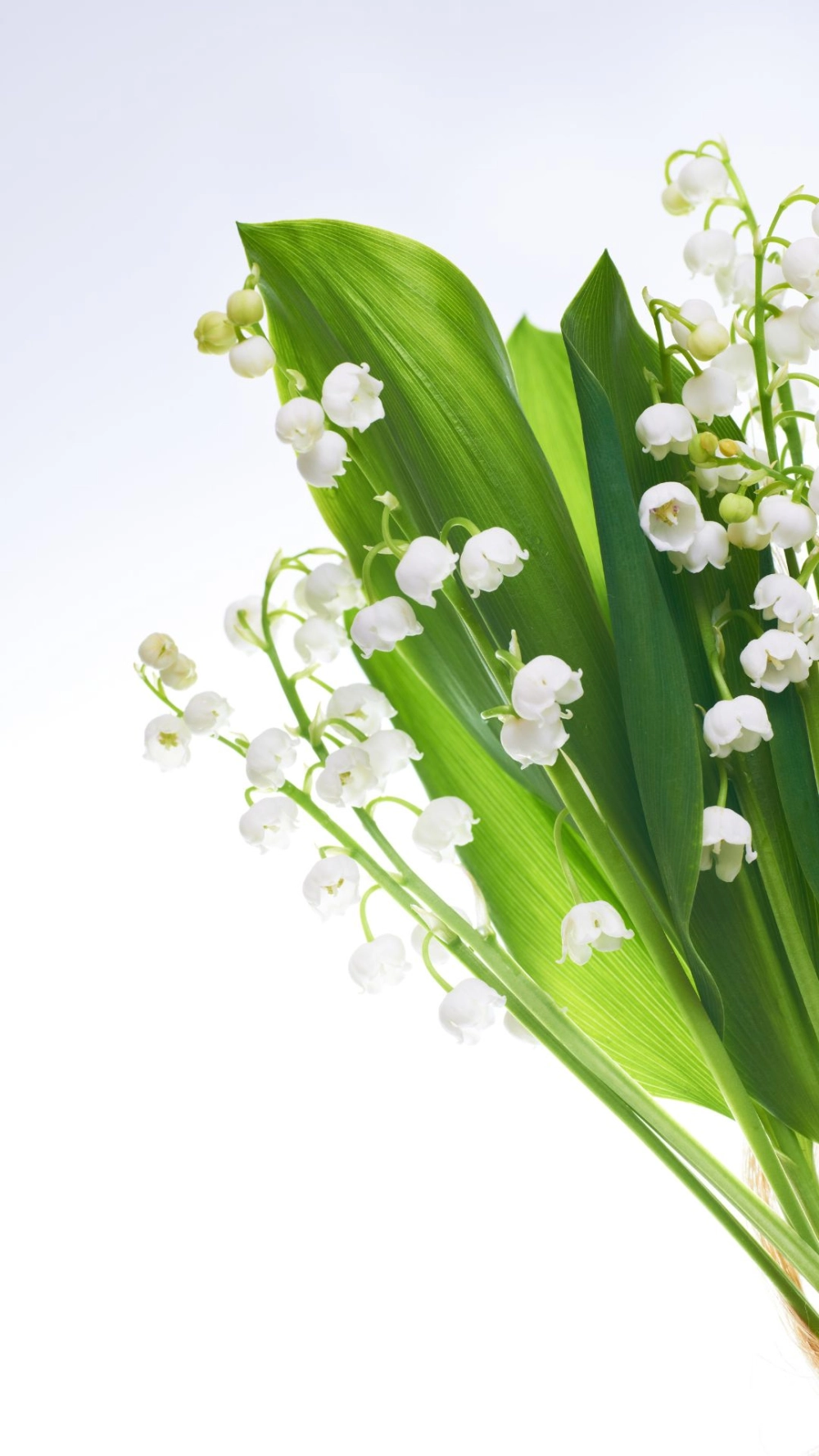 Bộ sưu tập hình ảnh hoa linh lan đẹp miễn phí
