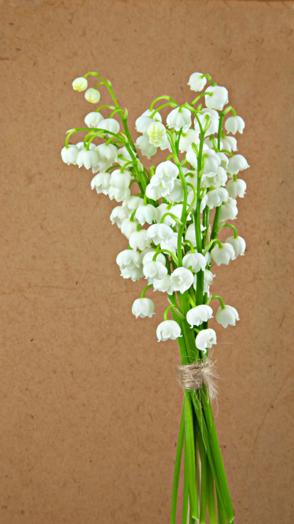 Chiêm ngưỡng ảnh hoa lan trắng tinh tế