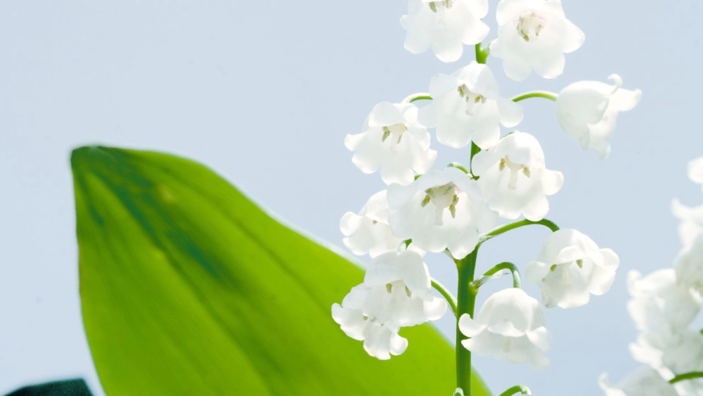 Tải ảnh nền máy tính hoa linh lan sắc nét