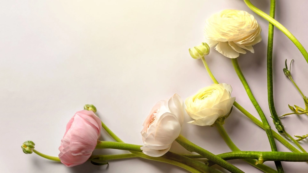 Những bông hoa mao lương đẹp làm say đắm lòng người