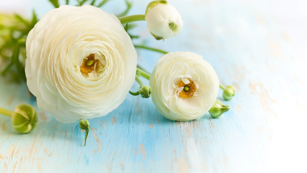 Hoa mao lương mùa nào nở rộ nhất?