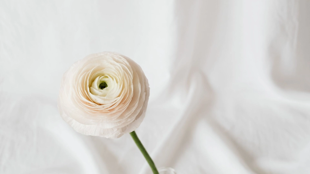 Khám phá hoa mao lương trắng ý nghĩa trong tình yêu