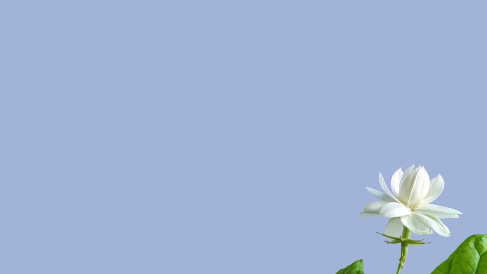 Tải ngay hình ảnh hoa nhài hình nền đẹp cho cả điện thoại và PC
