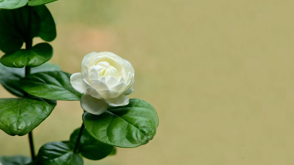Tìm hiểu ý nghĩa hình nền hoa nhài trong tâm linh và phong thủy