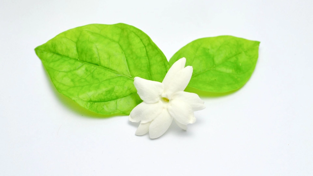Gợi ý chọn ảnh hình nền hoa nhài hợp mệnh, hợp phong cách