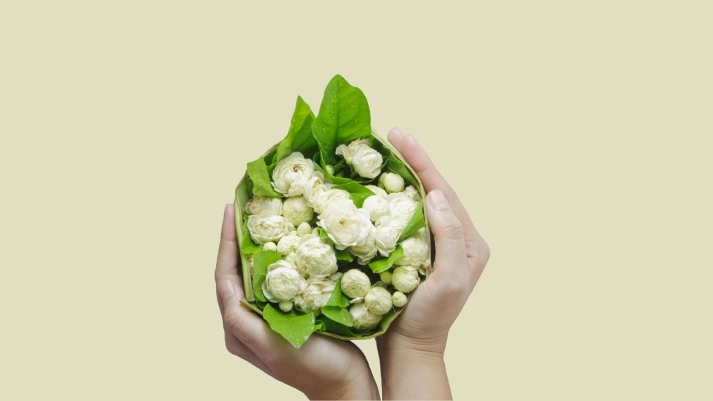 Nét đẹp thuần khiết của ảnh hoa nhài trắng khiến bạn mê mẩn