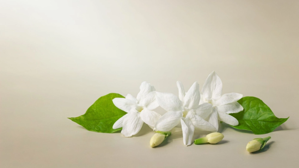 Đổi gió không gian làm việc với hình nền hoa nhài cho máy tính