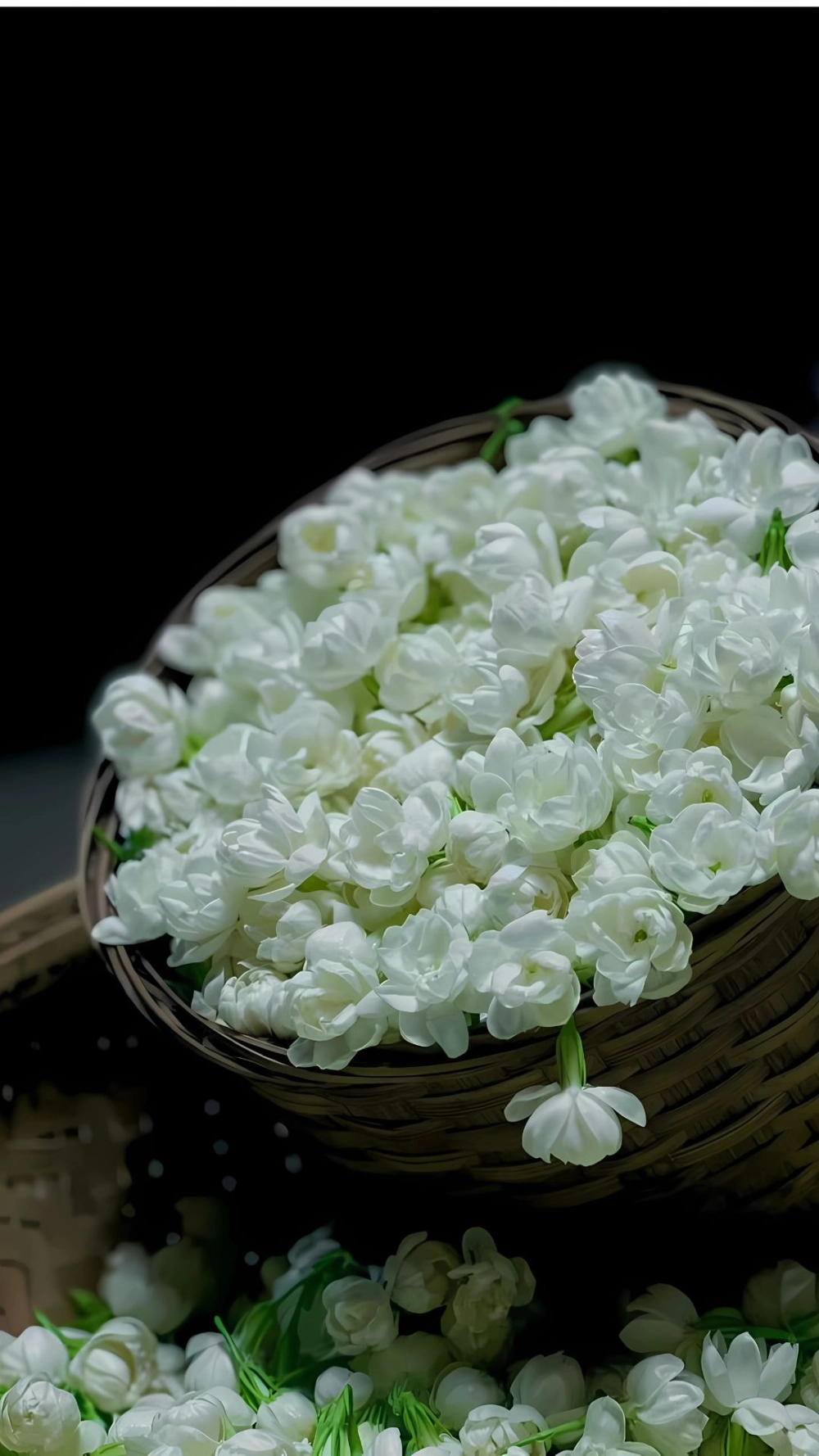 Bộ sưu tập hoa nhài hình ảnh thanh tao nhẹ nhàng cho ngày mới