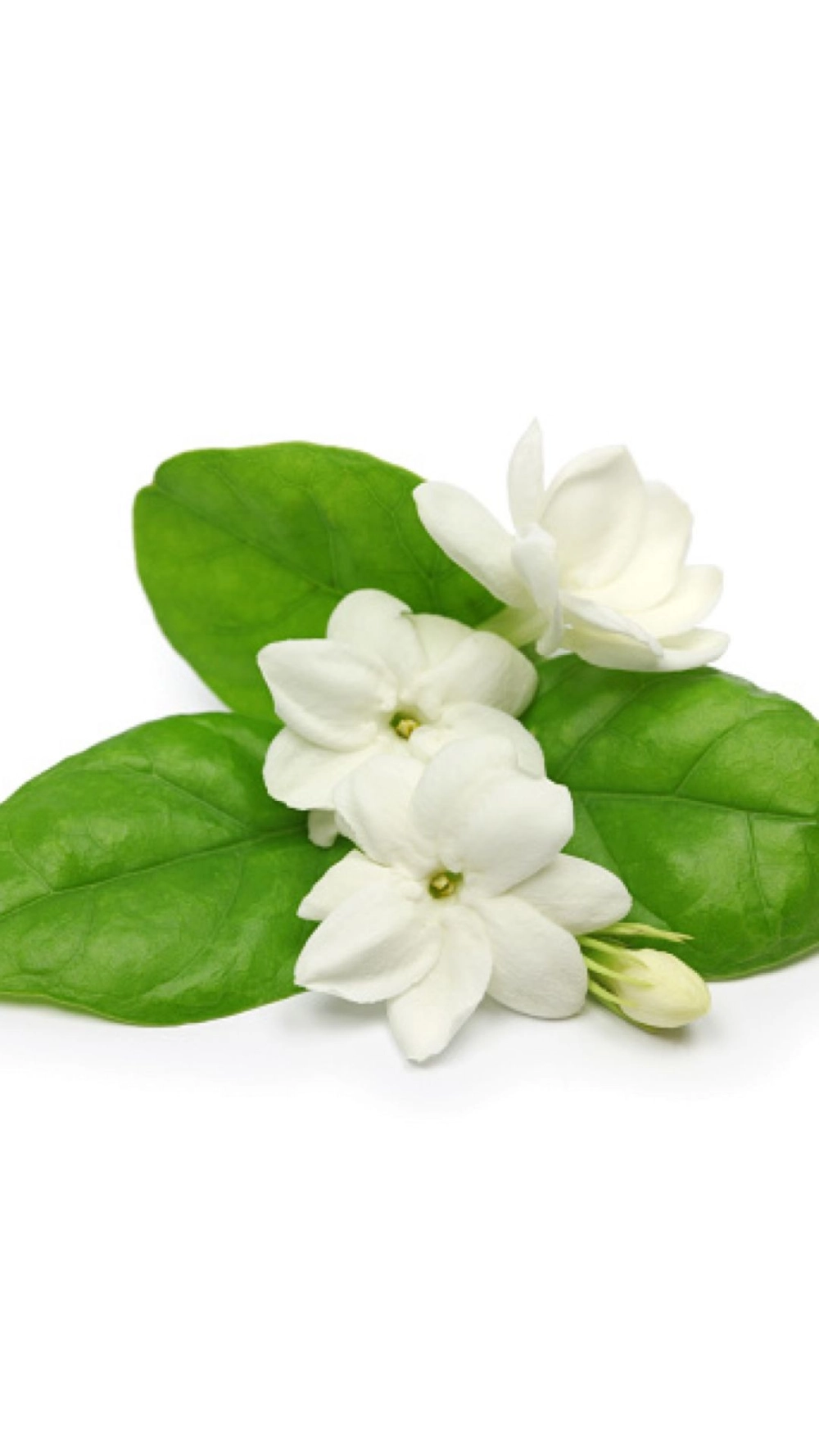 Nhẹ nhàng và thanh lịch với ảnh hoa nhài làm hình nền điện thoại