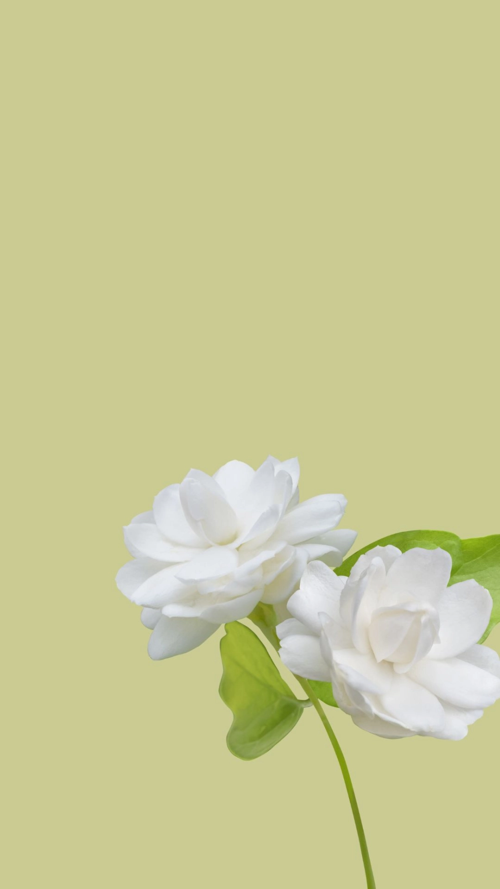 Xu hướng mới trên hình nền hoa nhài pinterest khiến ai cũng mê