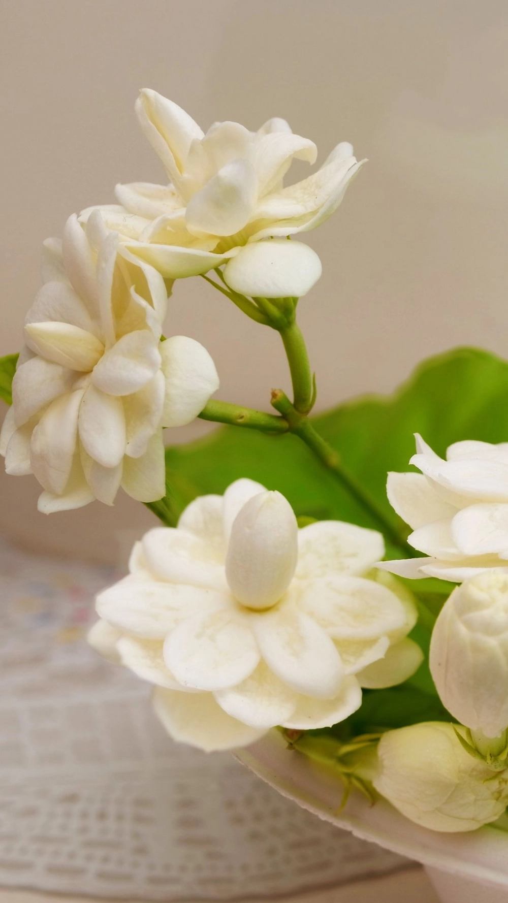 Chiêm ngưỡng vẻ đẹp thật sự từ ảnh hoa nhài cao cấp