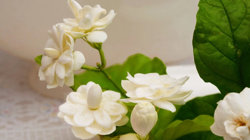 Đơn giản mà đẹp ngỡ ngàng với hình nền hoa nhài tinh tế