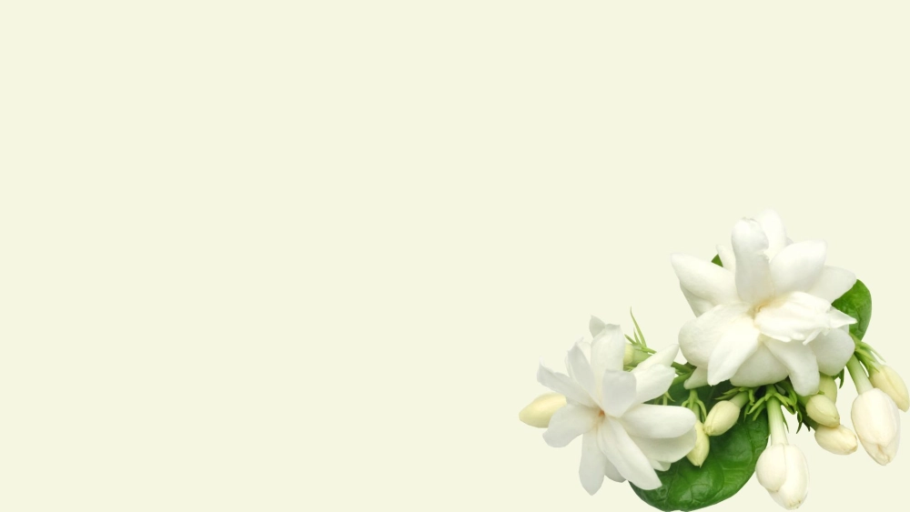 Tải ngay hoa nhài hình nền tạo điểm nhấn cho màn hình của bạn