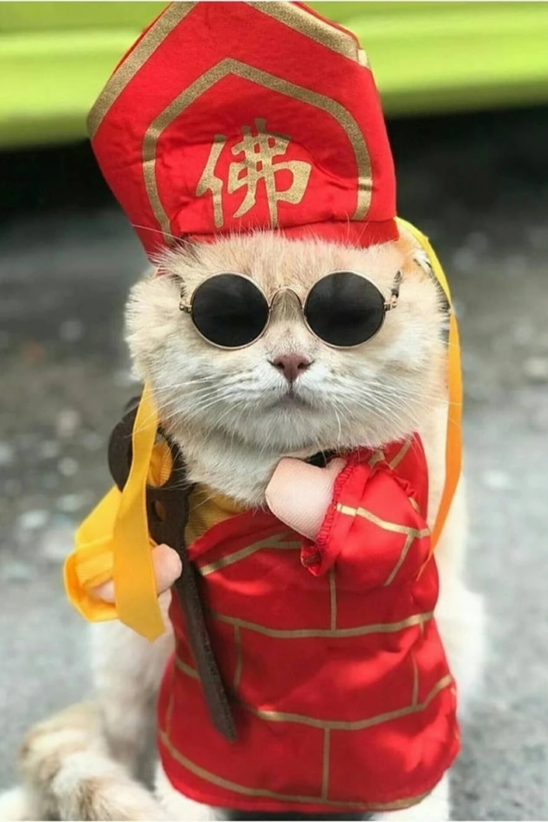 Những hình nền mèo meme dễ thương cho bạn