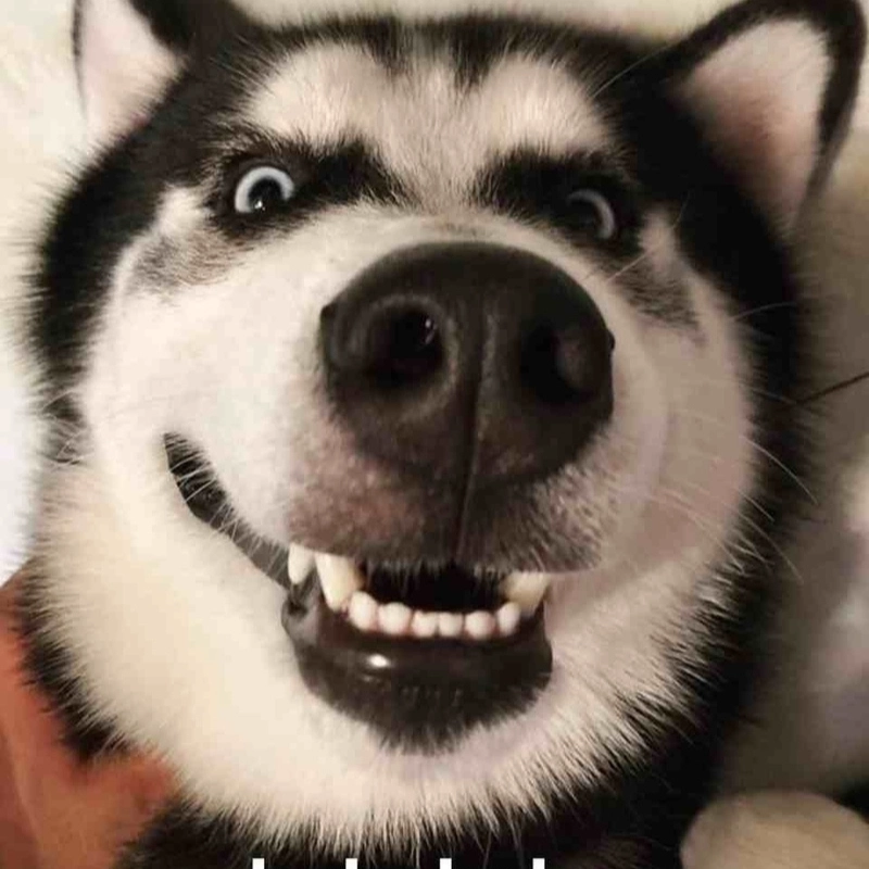 Meme chó cười đểu cực hài