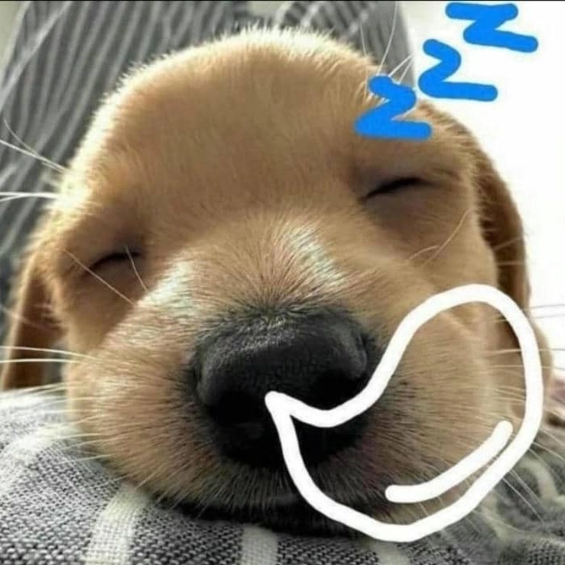 Meme chó ngủ cực kỳ dễ thương