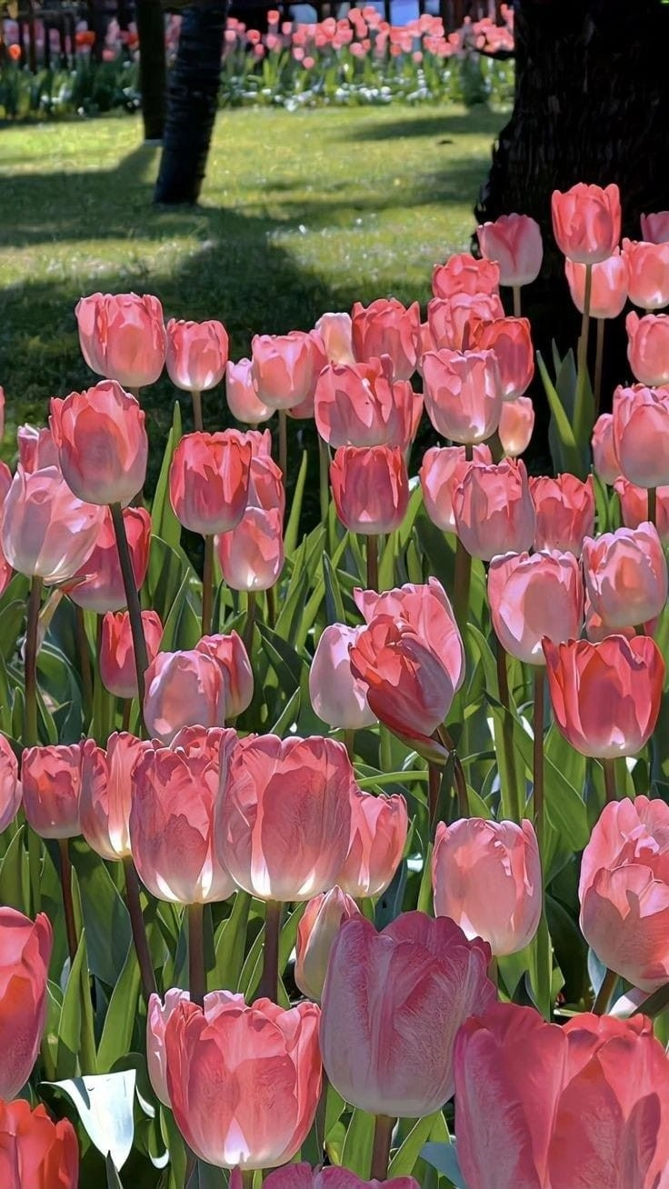 Hoa tulip khi nở khoảnh khắc tuyệt đẹp với từng cánh hoa bung tỏa