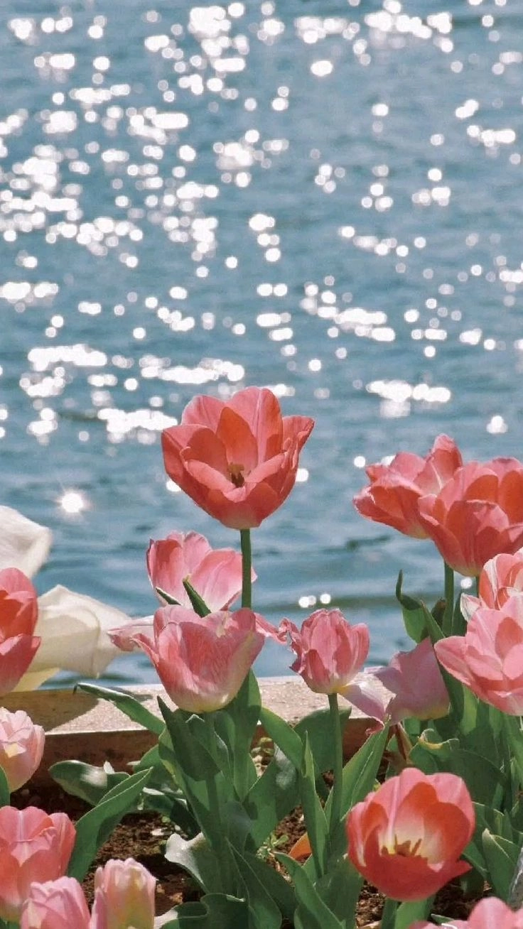 Hoa tulip làm hình nền điện thoại mang lại cảm giác tươi mới, đầy sức sống