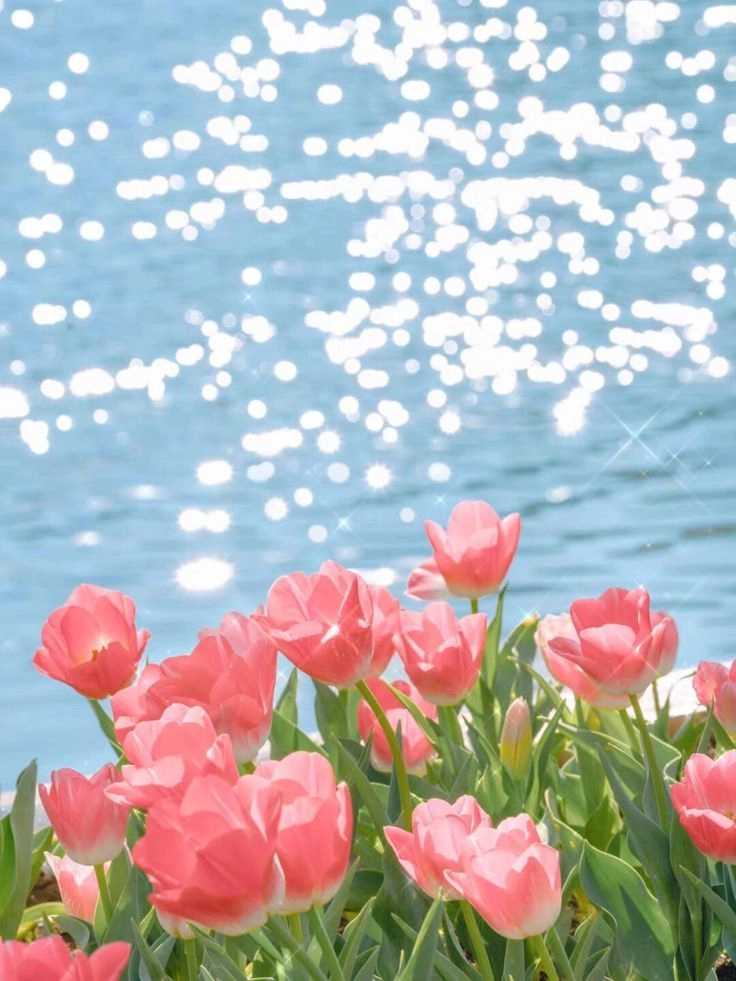Hoa tulip nở rực rỡ, đầy màu sắc và tràn ngập sức sống