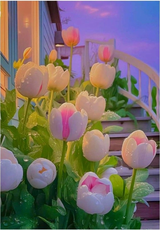 Hoa tulip siêu đẹp rạng rỡ và cuốn hút với sắc màu tươi tắn