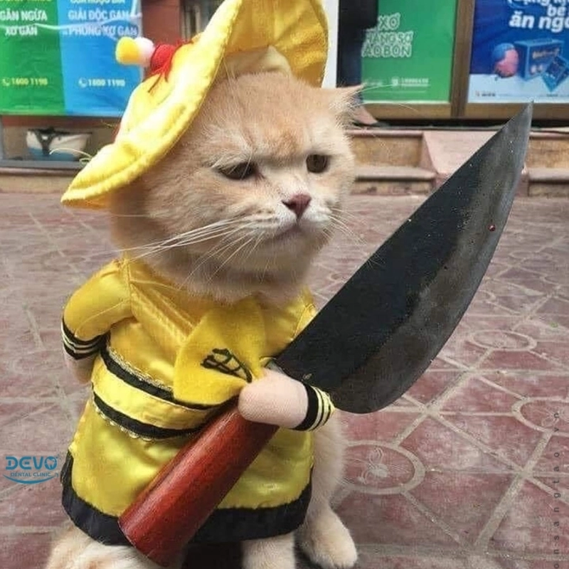 Ảnh chế meme mèo ngộ nghĩnh mang lại tiếng cười sảng khoái cho bạn