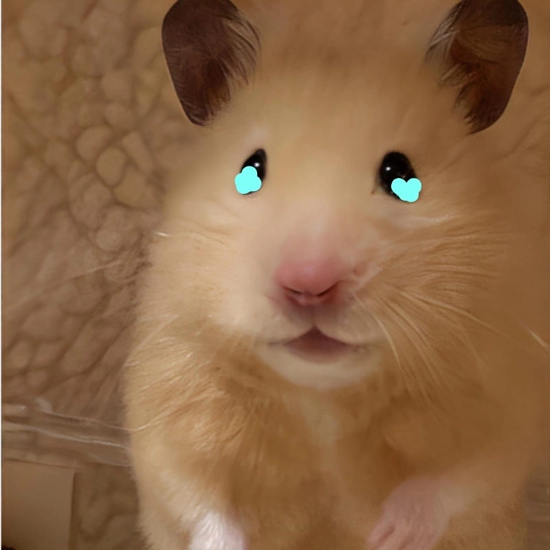 Meme con chuột khóc vừa đáng yêu vừa khiến bạn cảm thấy dễ chịu khi nhìn