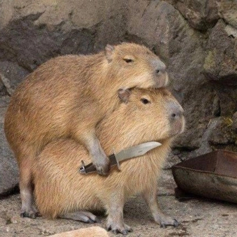 Meme chuột cầm dao tạo nên sự bất ngờ và vui nhộn với hình ảnh độc đáo