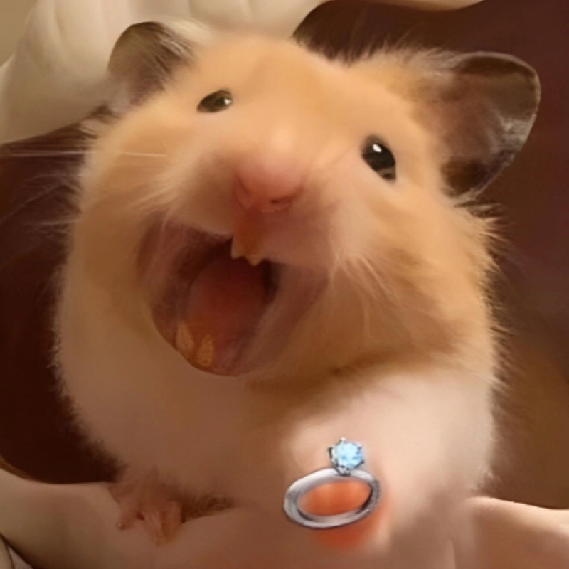 Meme chuột hamster hài chắc chắn sẽ làm bạn bật cười mỗi lần nhìn