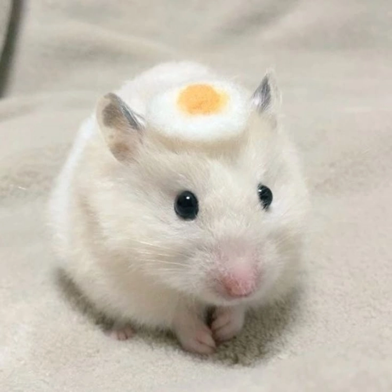 Meme con chuột đáng yêu, tạo nên những khoảnh khắc thư giãn tuyệt vời