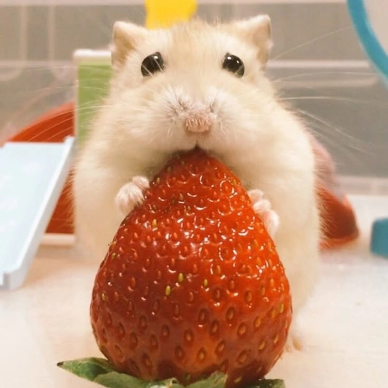 Meme ảnh chuột hamster hài hước sẽ là lựa chọn hoàn hảo để tạo tiếng cười