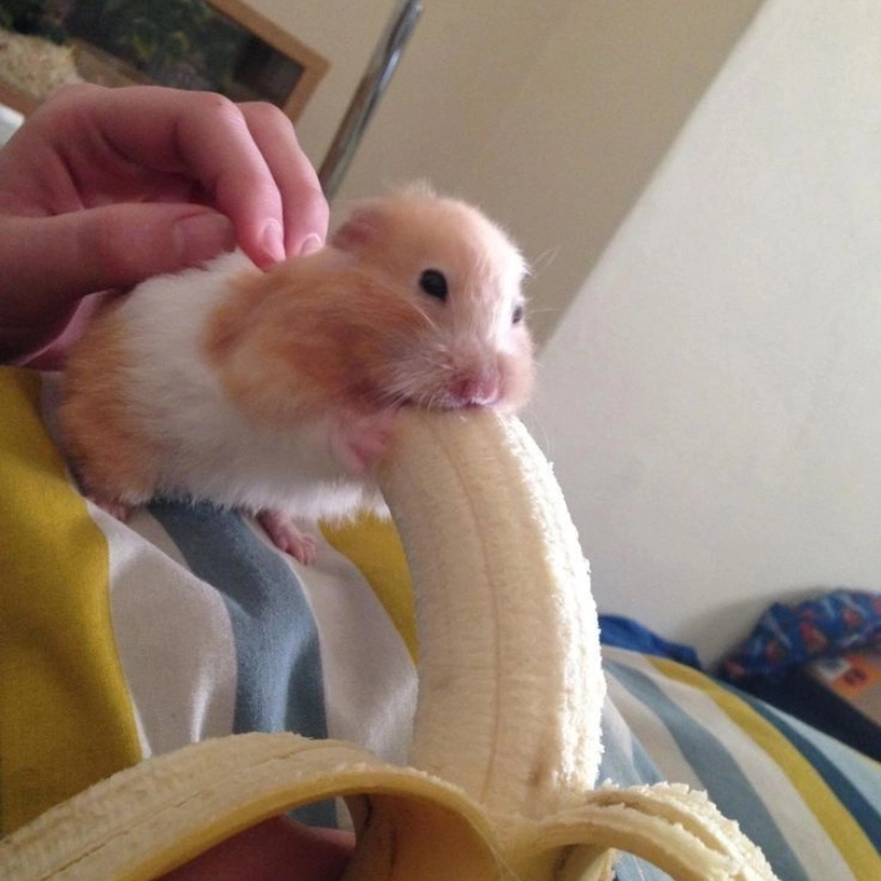Meme chuột hamster ăn chuối khiến bạn cười không ngừng nhờ sự ngây ngô