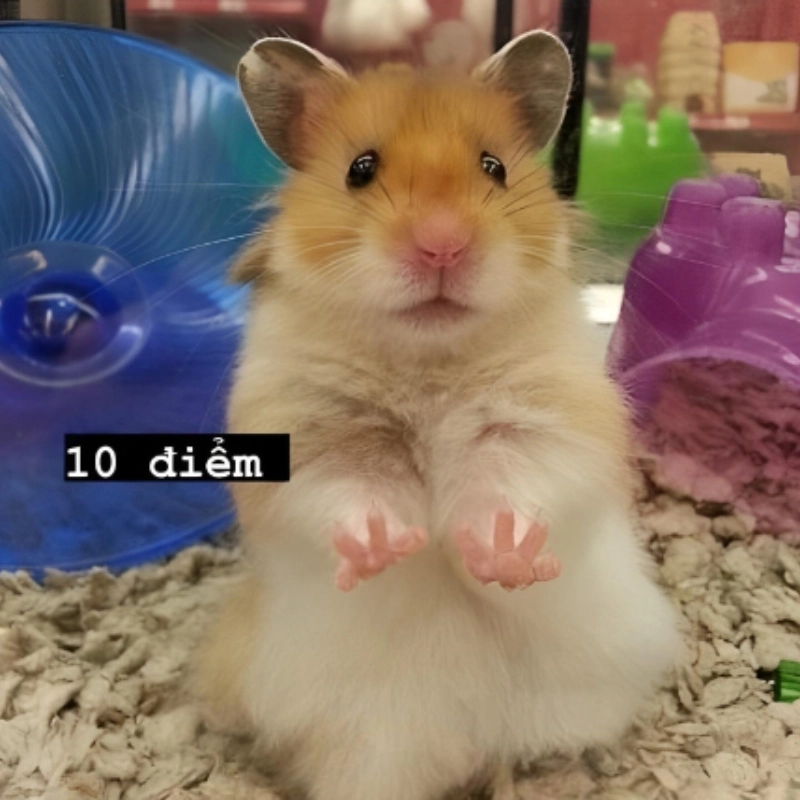 Meme chuột hamster đáng yêu, luôn khiến bạn cười không ngừng