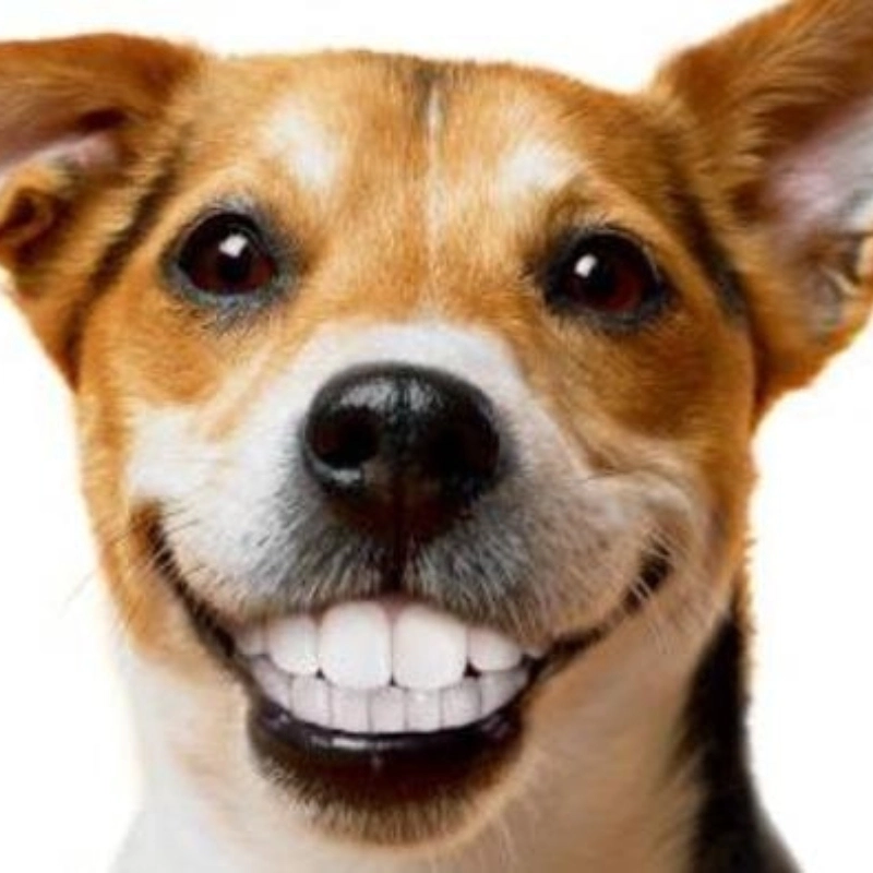 Mặt chó cười đểu có thể khiến bạn không thể nhịn cười