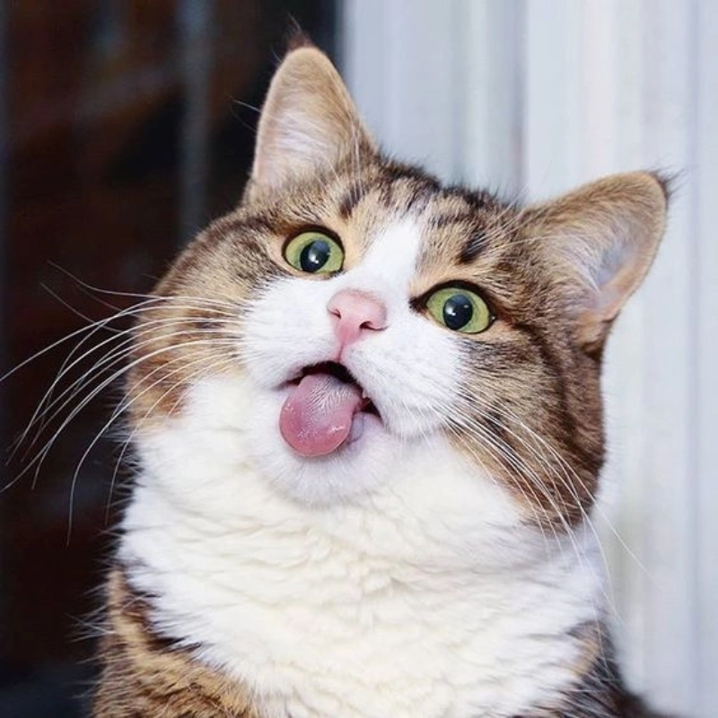 Ảnh meme mèo cười đểu đầy ngộ nghĩnh và vui nhộn