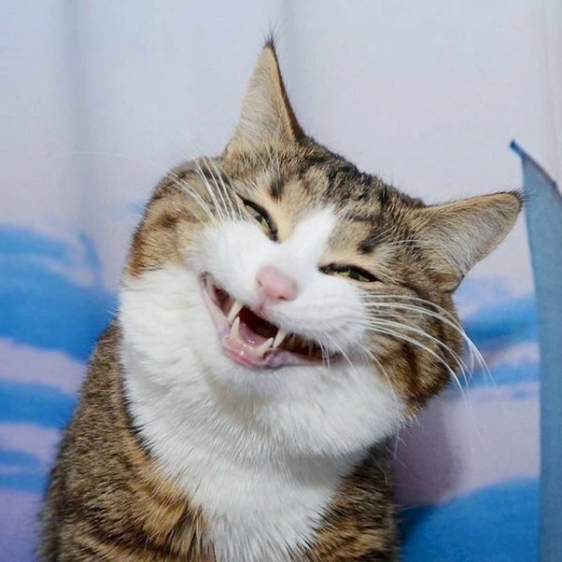 Mèo meme cười đểu với nét mặt hài hước không thể bỏ qua