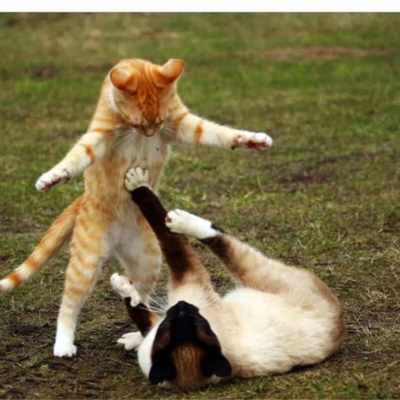 Hài đánh lộn trong meme là những cảnh đánh nhau nhưng với lối diễn xuất cực kỳ hài hước