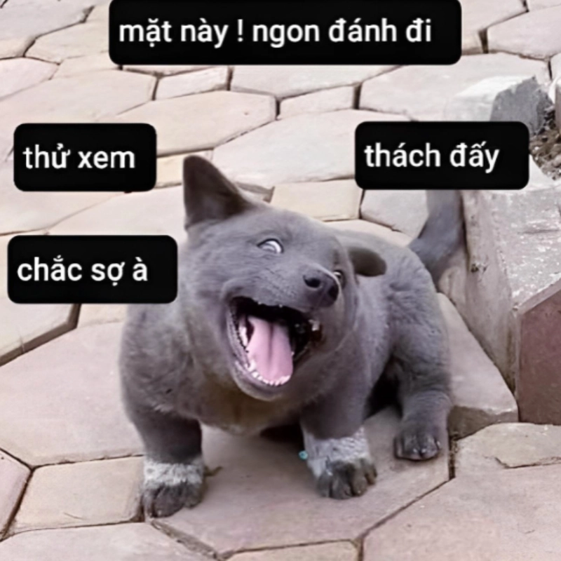 Cãi nhau trong meme thể hiện những cuộc tranh cãi vui nhộn, nhưng không kém phần hài hước