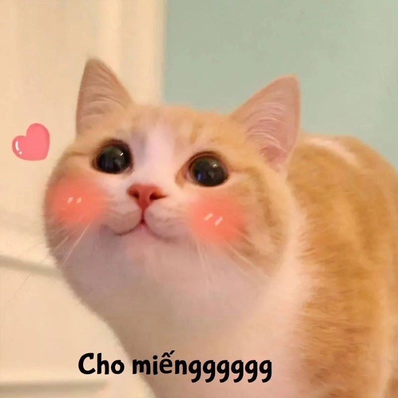Meme dễ thương quá khiến ai cũng phải thốt lên vì sự đáng yêu