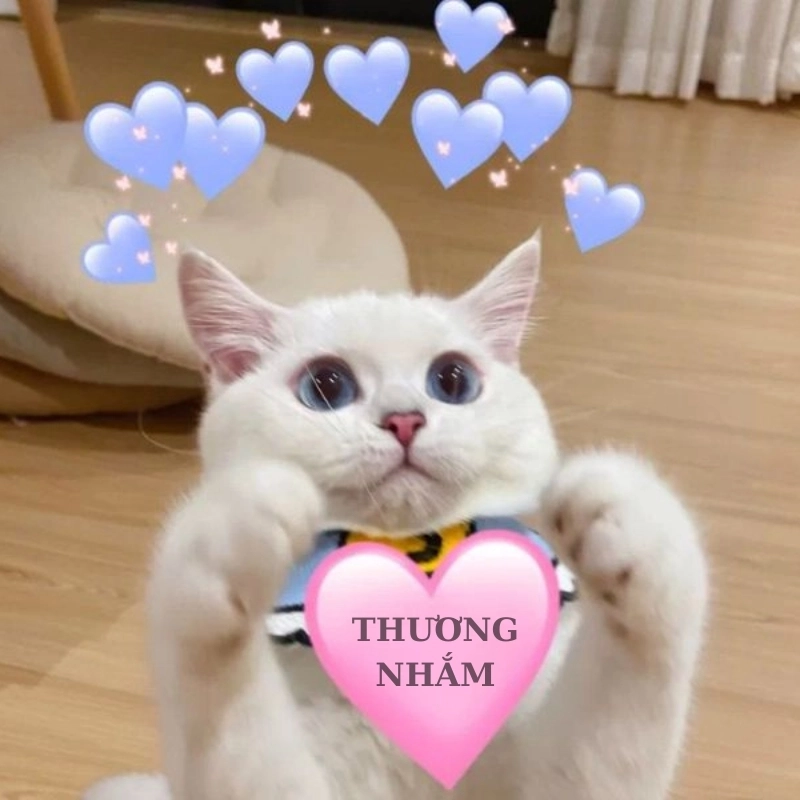 Meme thương tràn đầy cảm xúc, dành cho những tâm hồn nhạy cảm