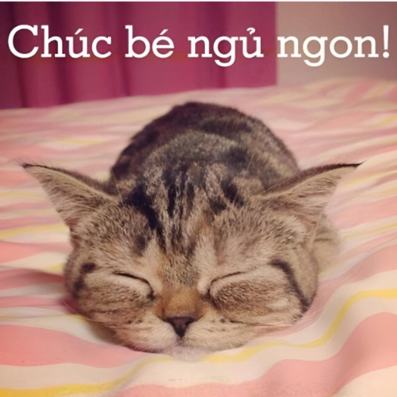 Meme chúc ngủ ngon dễ thương giúp bạn gửi lời chúc ngọt ngào